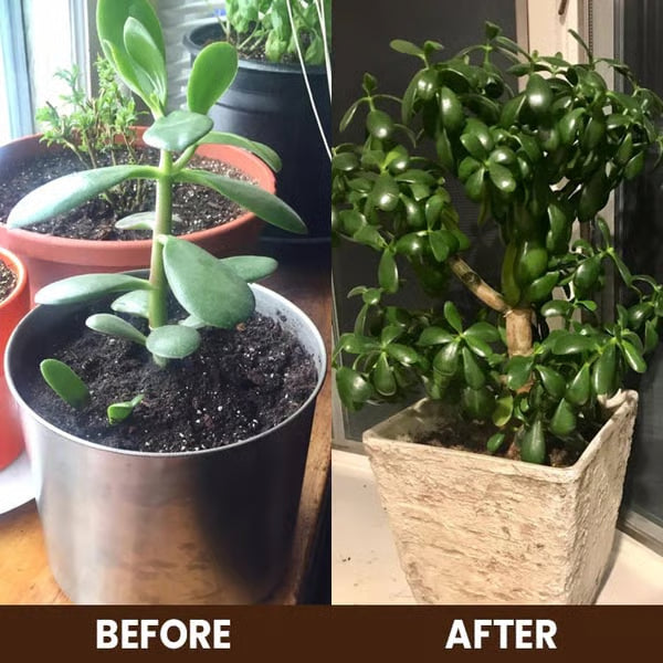 š Limited Time Dealā75K+ SOLDš³Soil Pro Activator