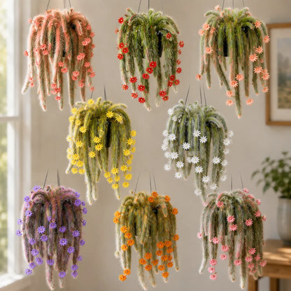 🌸 Rare Rainbow Monkey Tail Cactus Bulbs – Cascading Blooms for Hanging Baskets